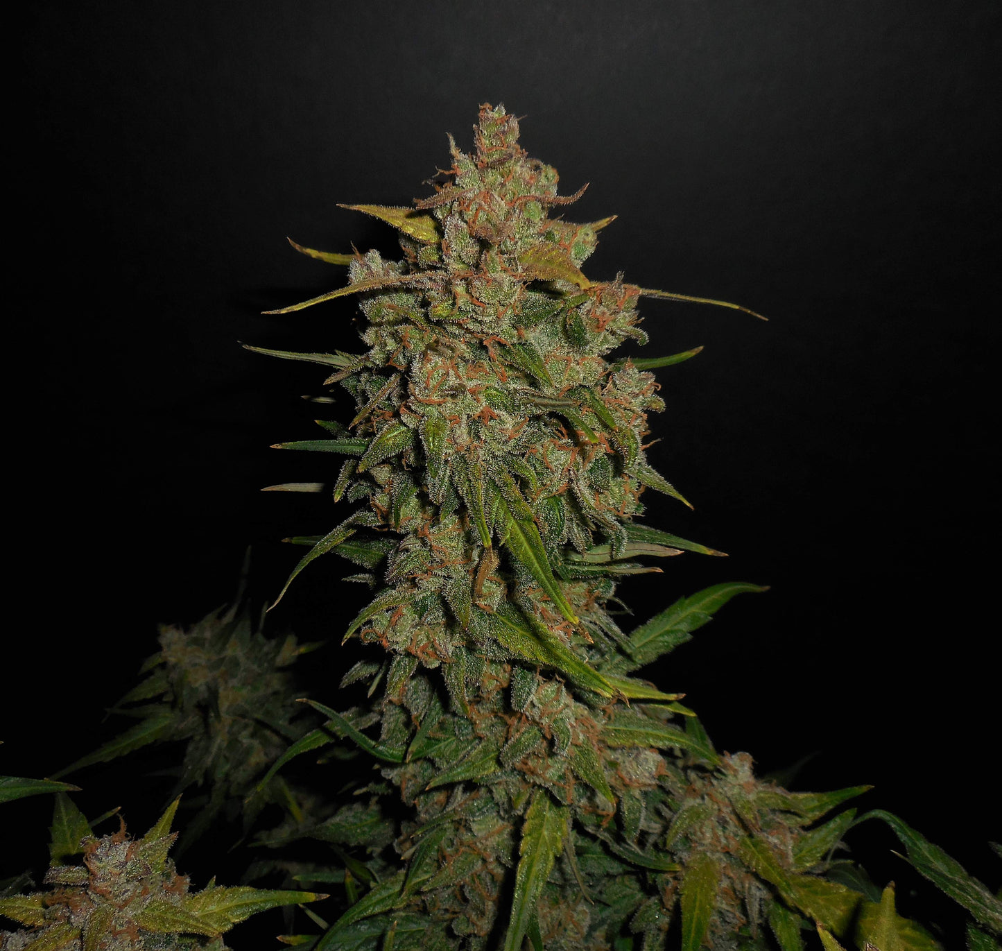 Lemon AK Auto - FastBuds