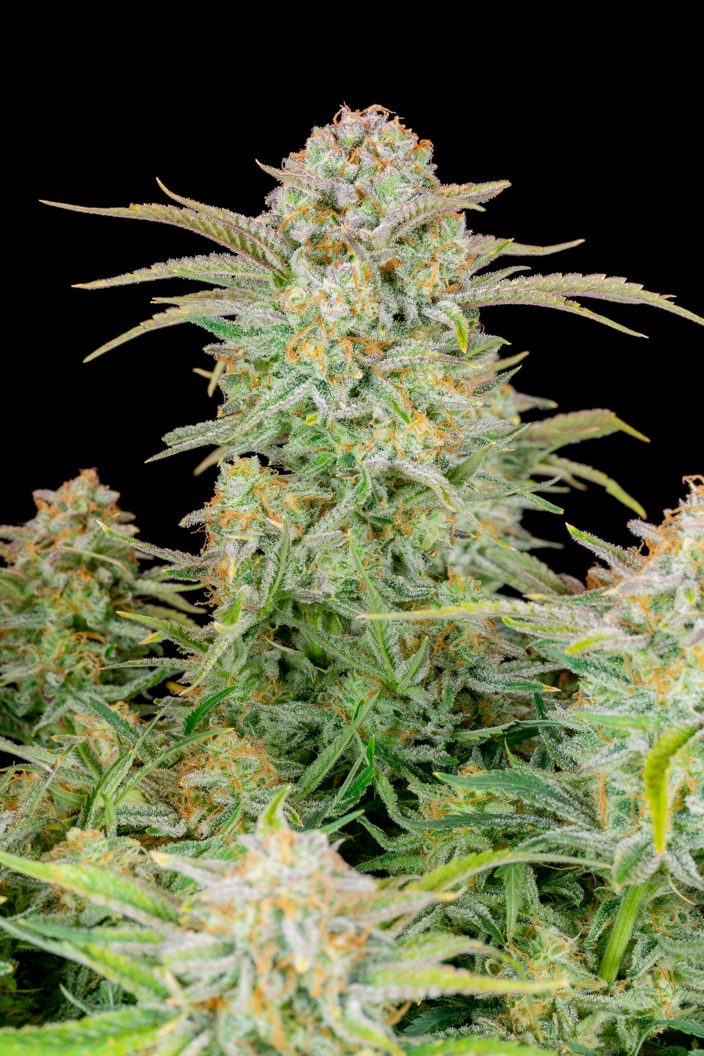 Bruce Banner Auto - FastBuds