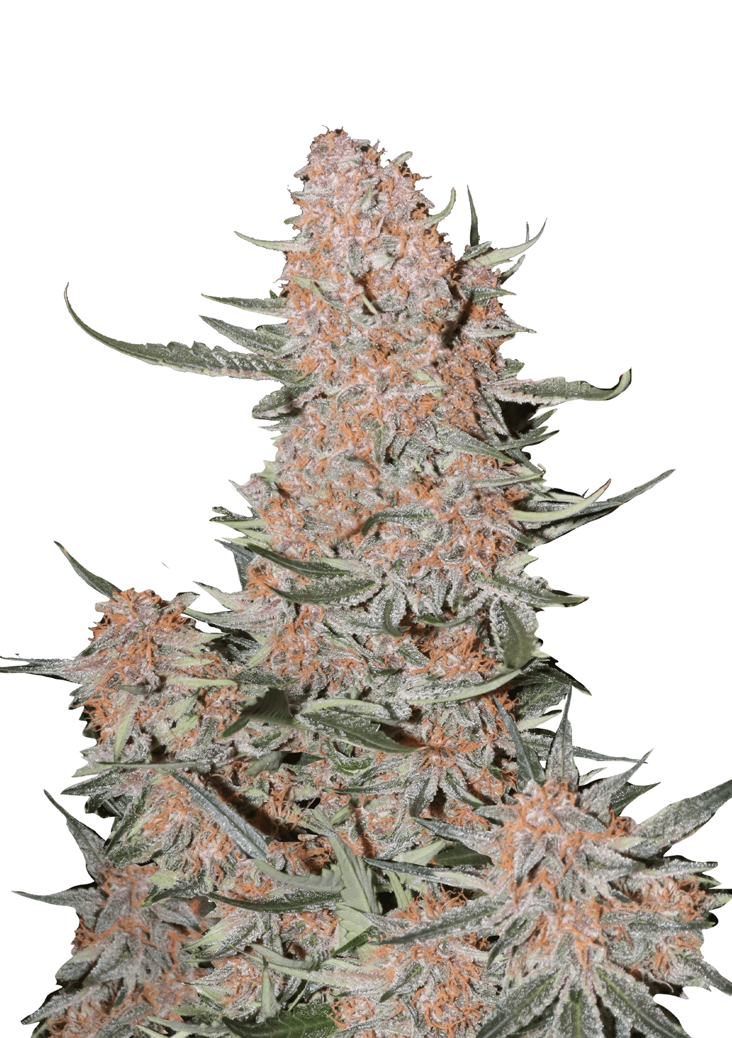 Ztrawberriez Auto - FastBuds