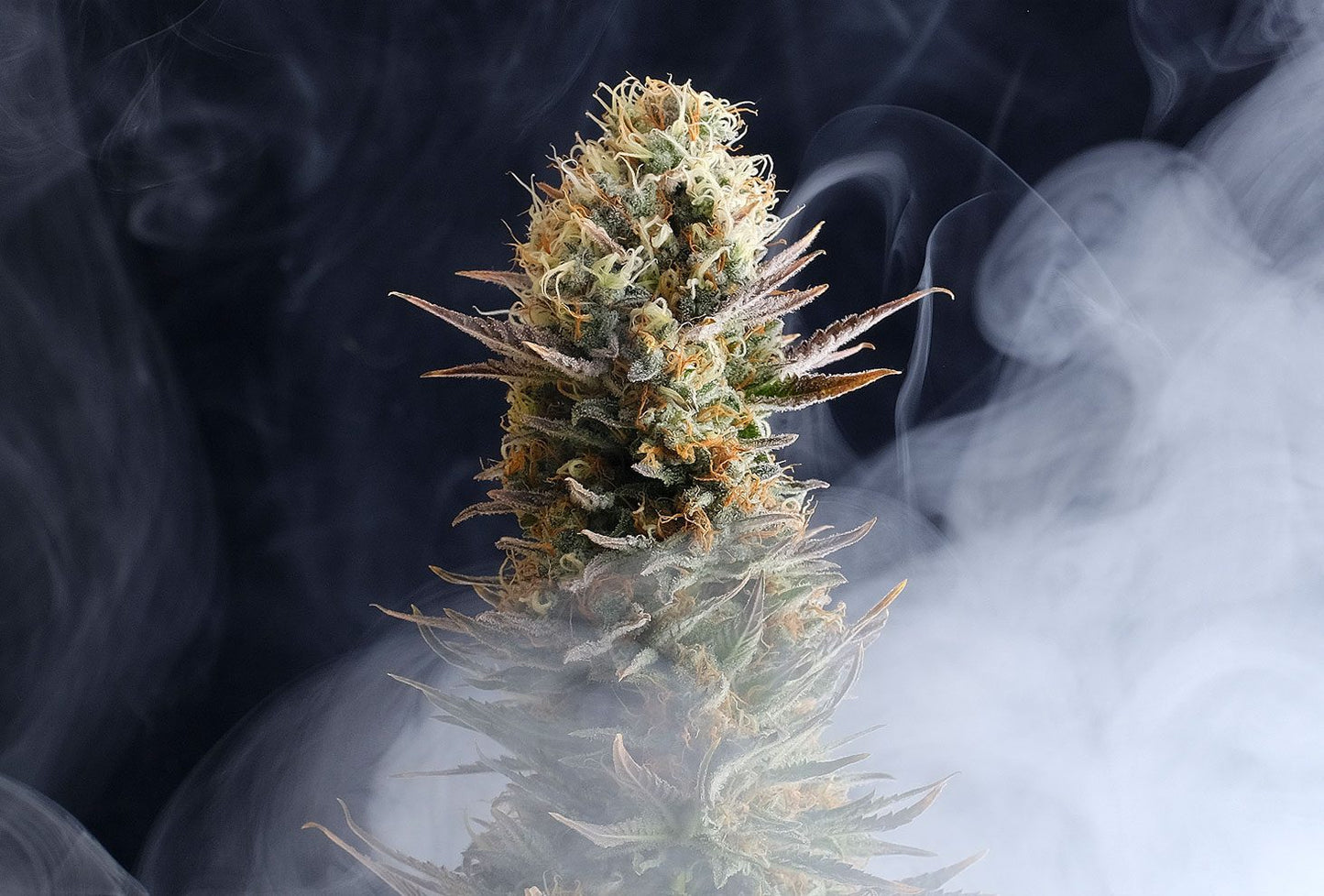 Kaboom aka La Reina de África - Kannabia