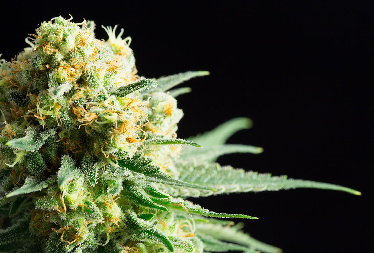 Kritikal-K - Kannabia