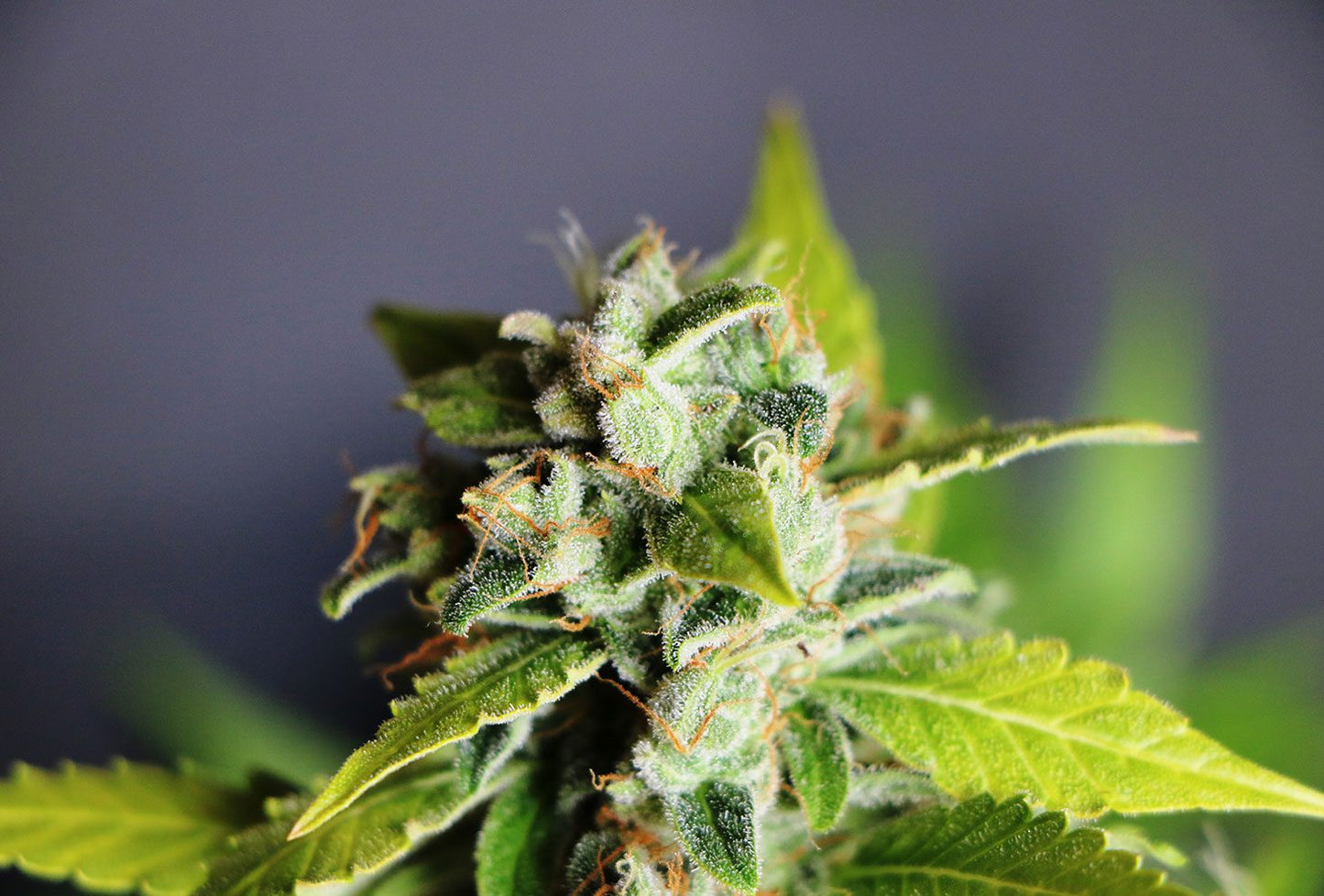 Mikromachine Auto - Kannabia