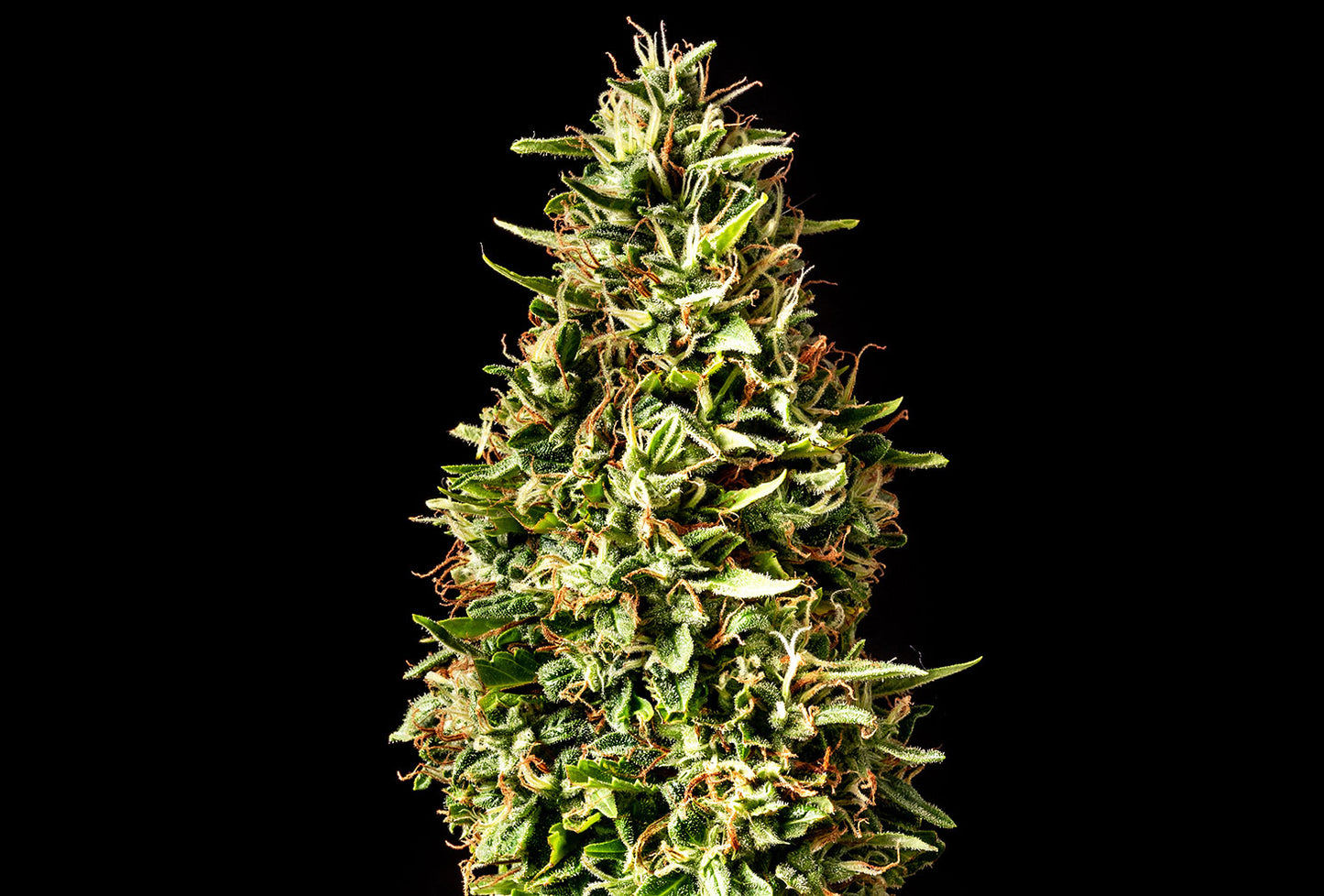 Runtz Auto - Kannabia