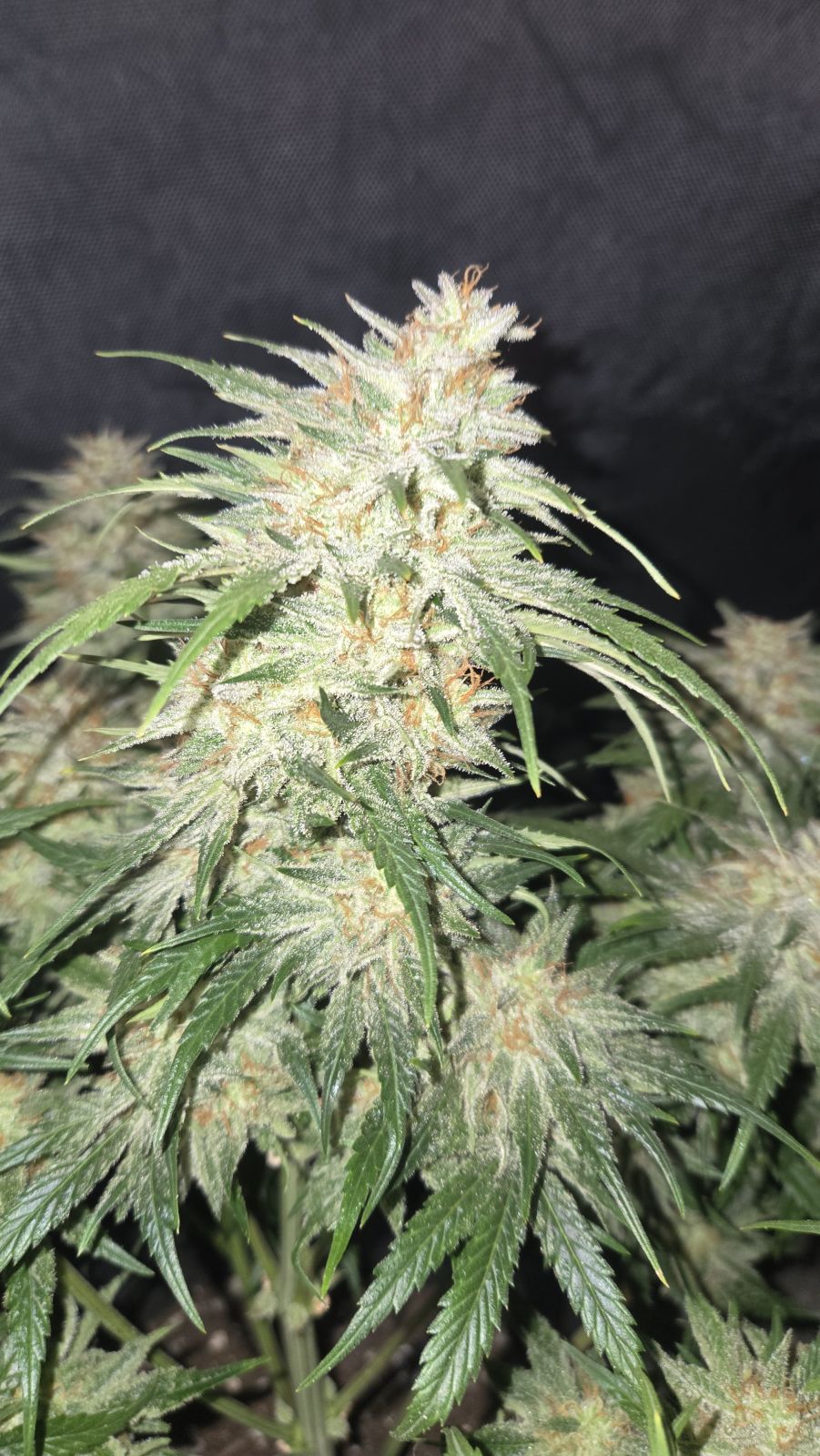 Frostbanger Auto - FastBuds