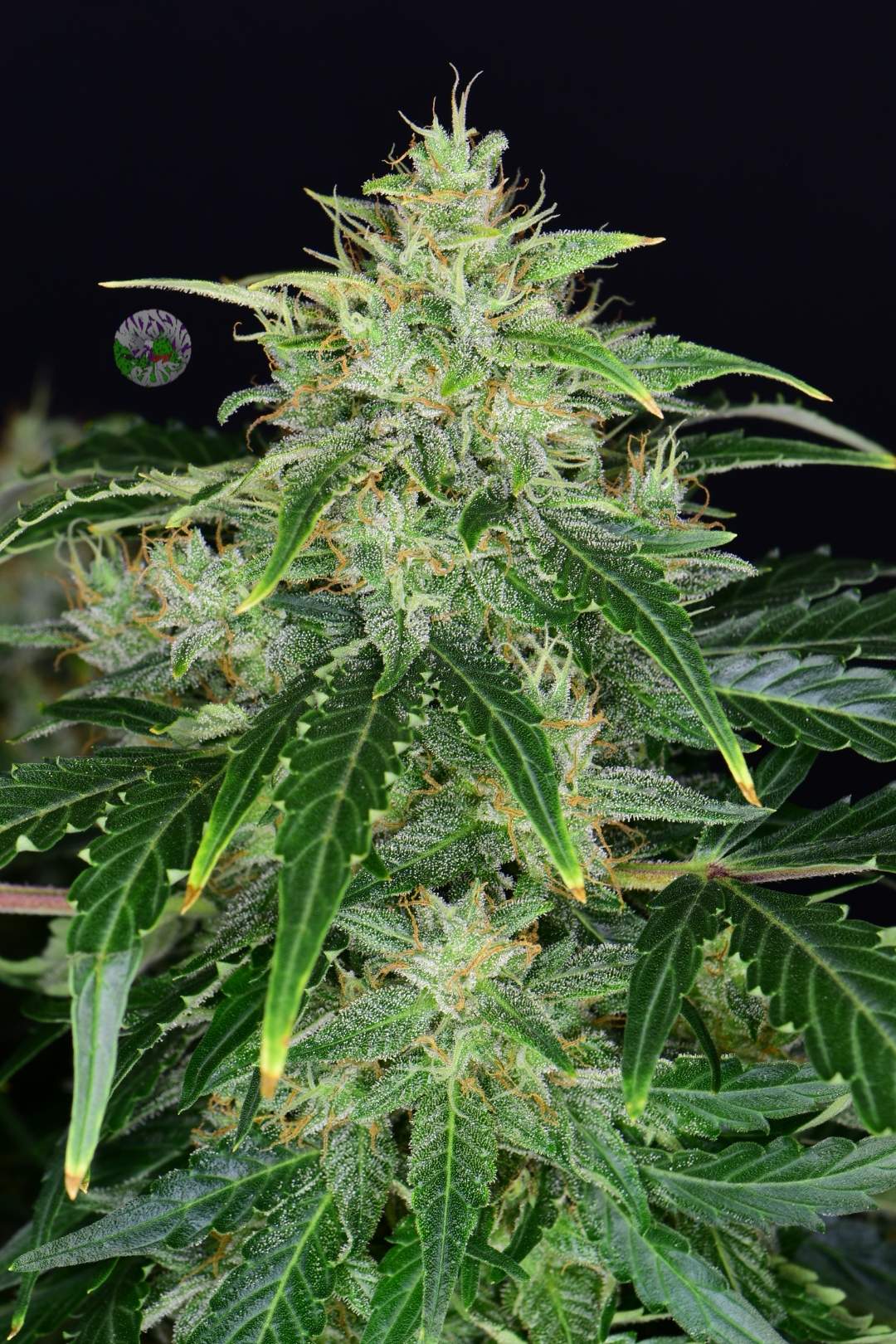 CBD Auto 20:1 - FastBuds