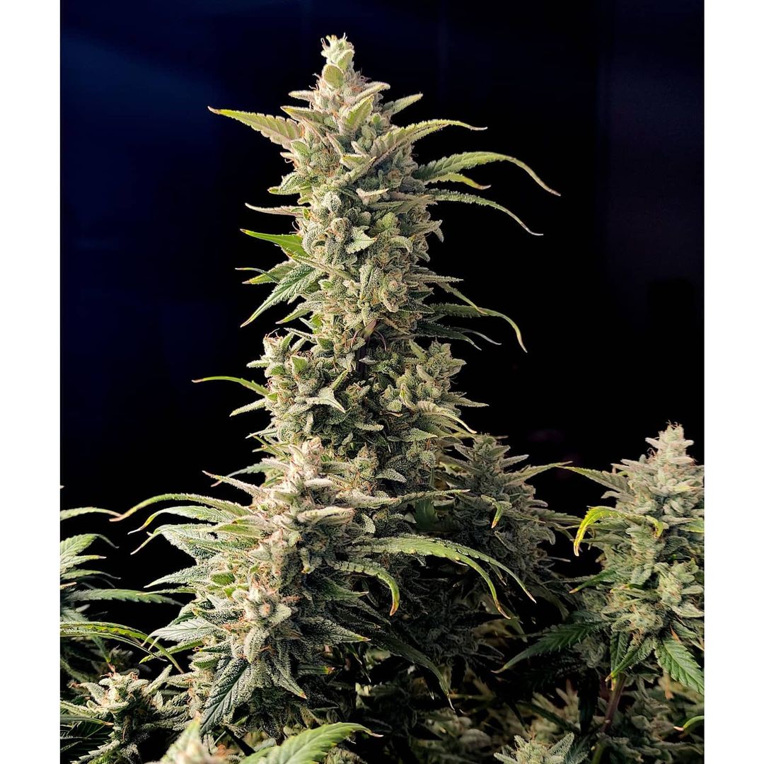 Frostbanger Auto - FastBuds