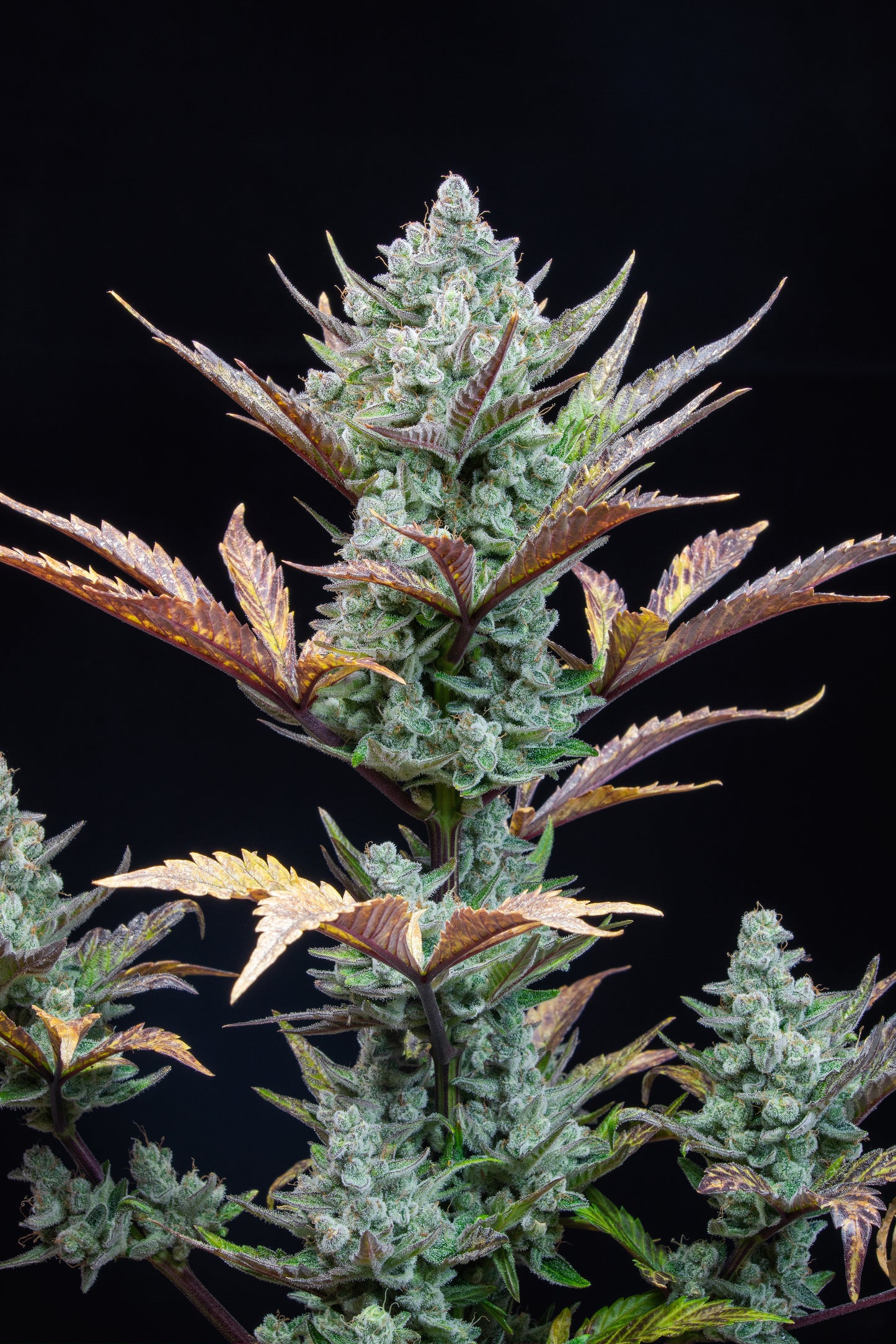 Wedding Glue Auto - FastBuds