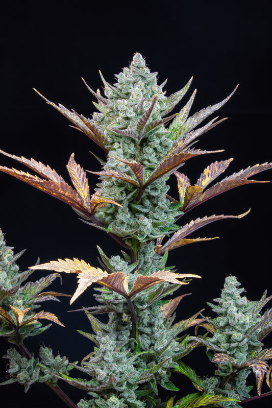 Wedding Glue Auto - FastBuds