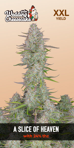 Wedding Cheesecake Auto - FastBuds