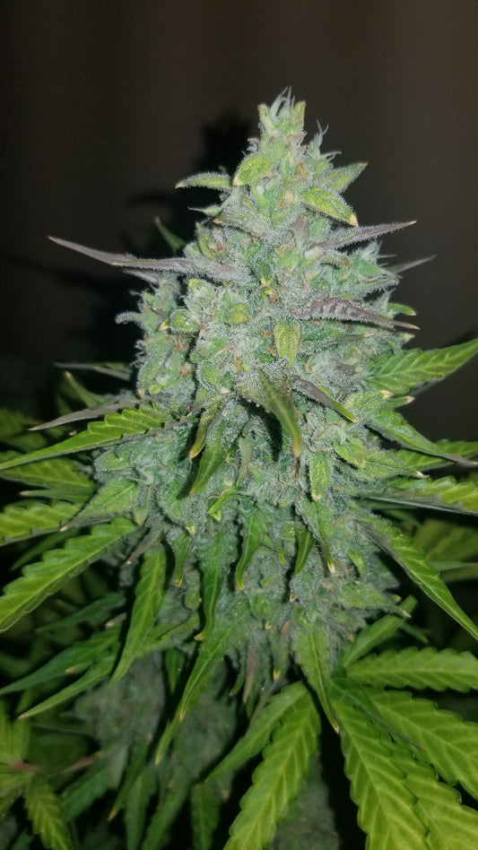Cheese Auto - FastBuds