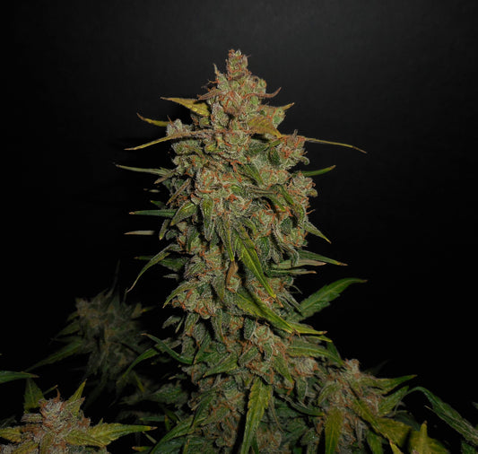 Lemon AK Auto - FastBuds