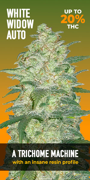 White Widow Auto - FastBuds