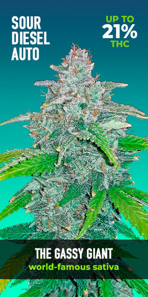 Sour Diesel Auto - FastBuds