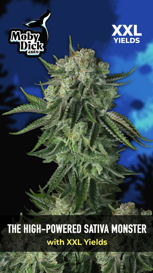 Moby Dick Auto - FastBuds