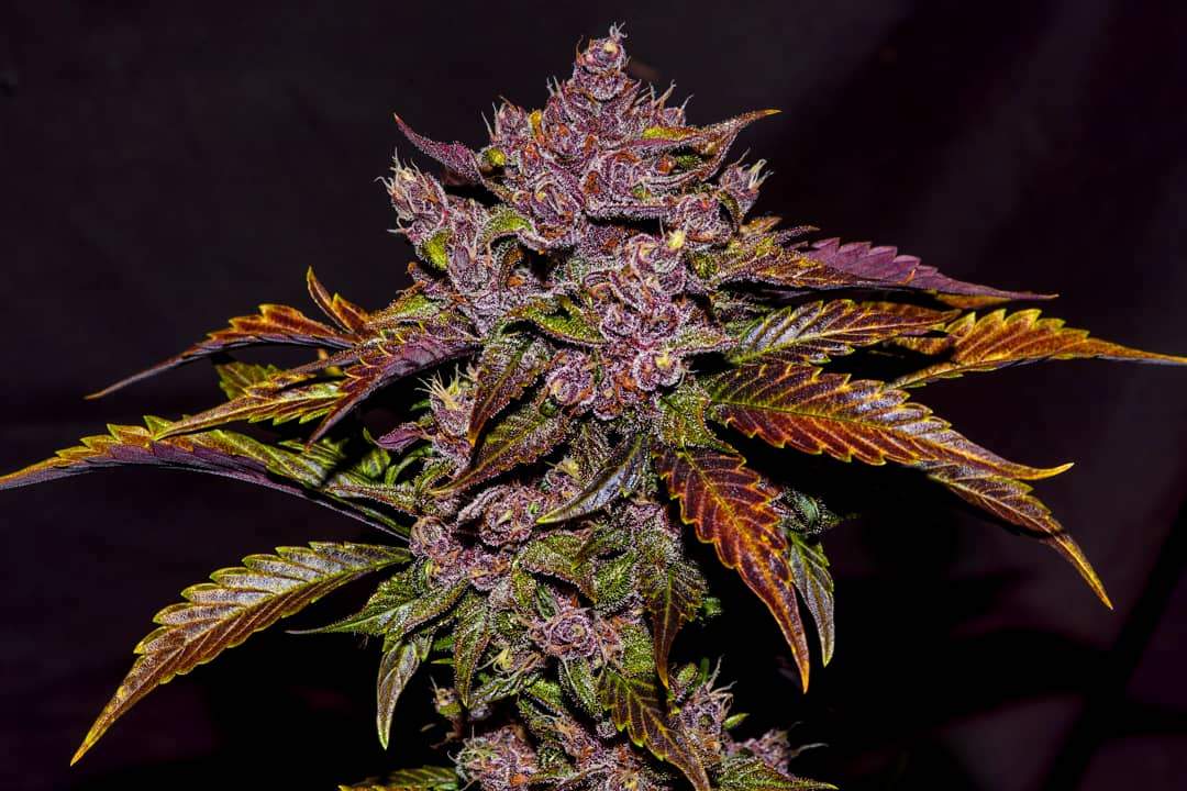 Blackberry Auto - FastBuds