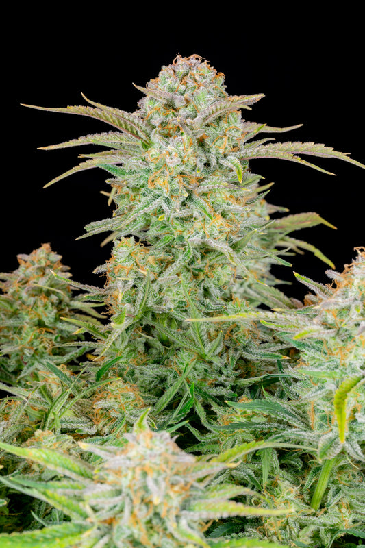 Bruce Banner Auto - FastBuds