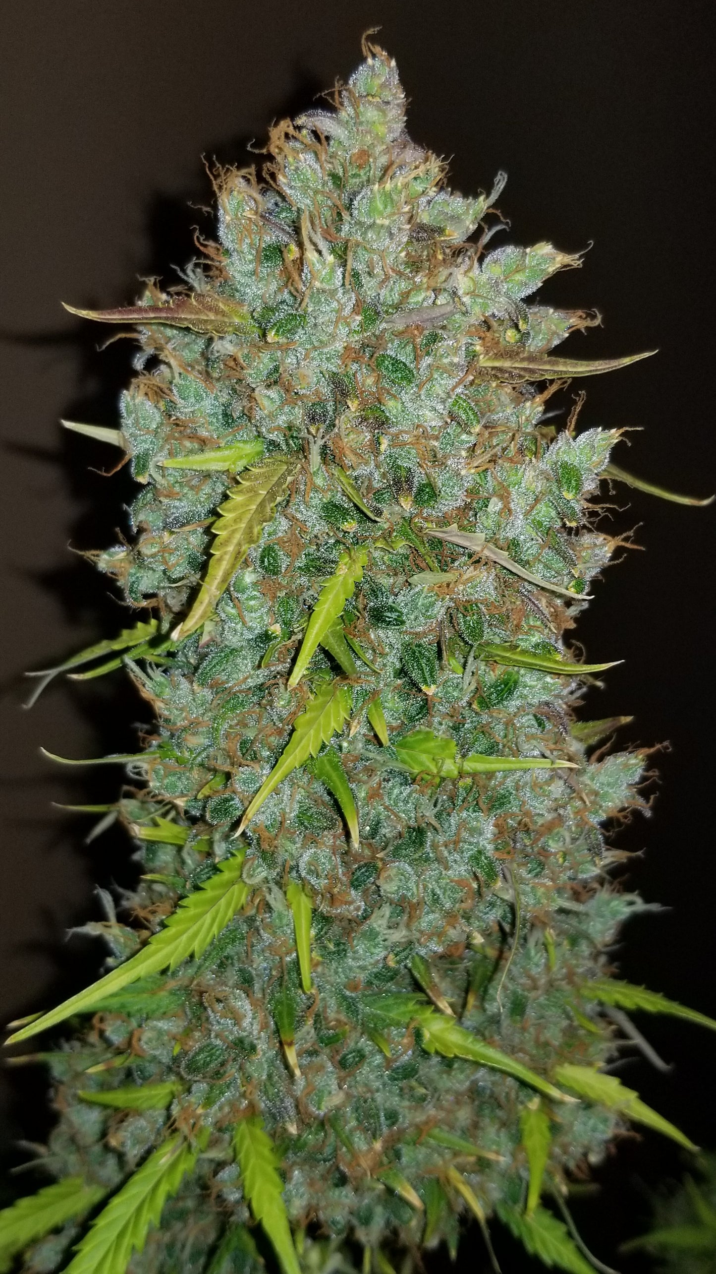 BubbleGum Auto - FastBuds