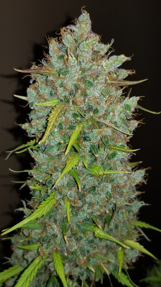 BubbleGum Auto - FastBuds