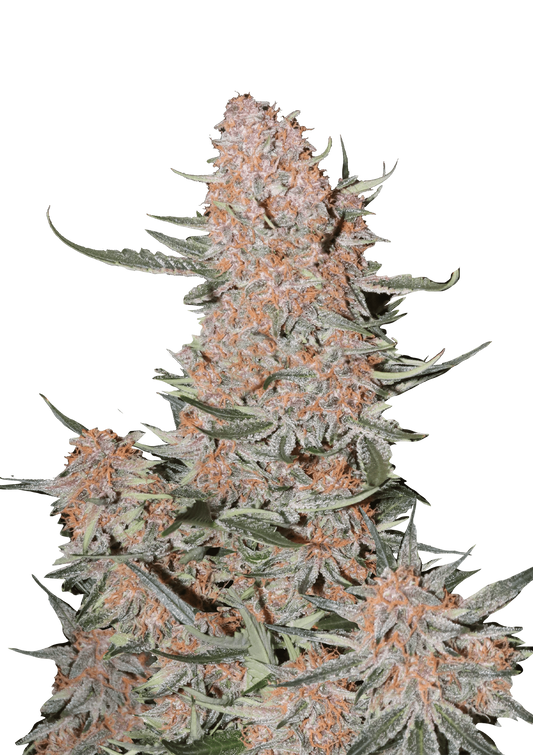 Ztrawberriez Auto - FastBuds