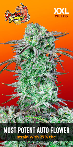 Strawberry Banana Auto - FastBuds