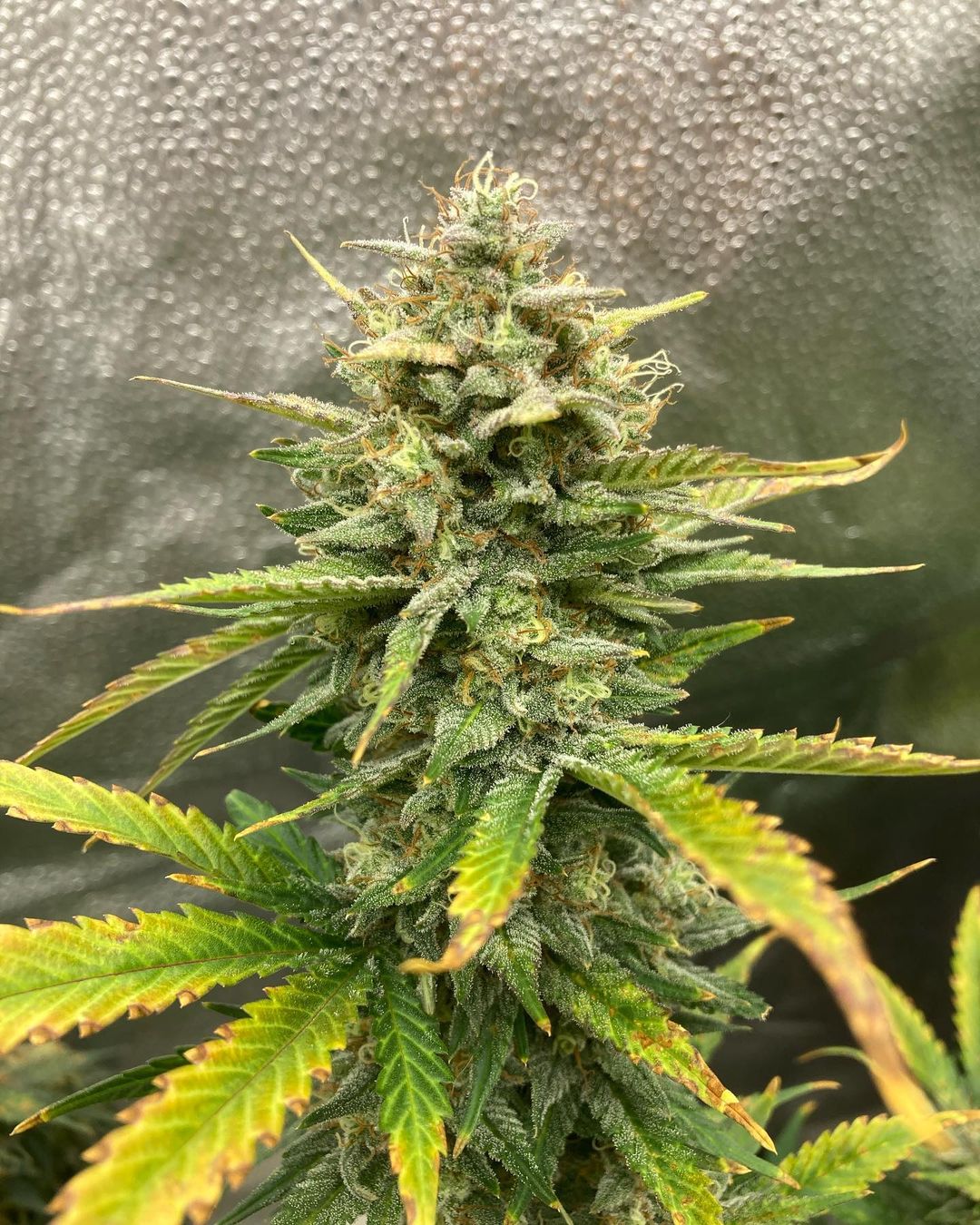Big Bud Auto - FastBuds