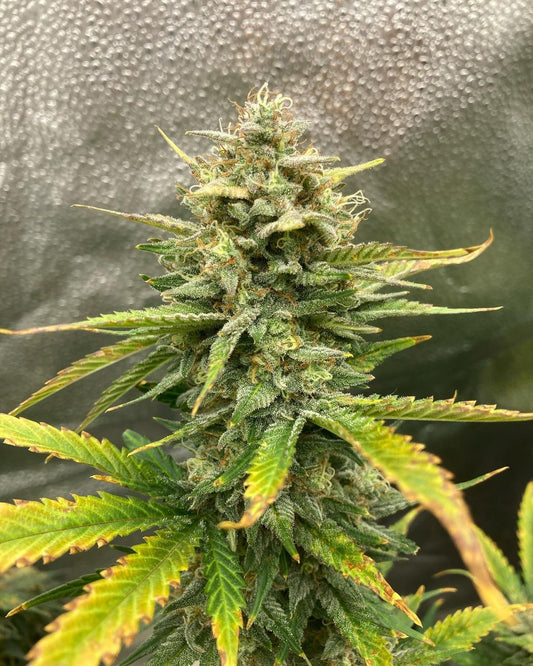 Big Bud Auto - FastBuds