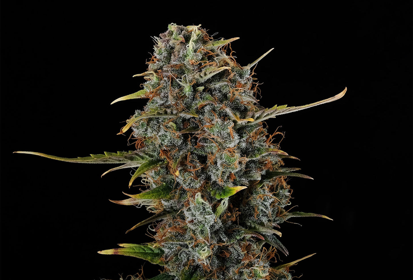 Amnesi-K Haze - Kannabia