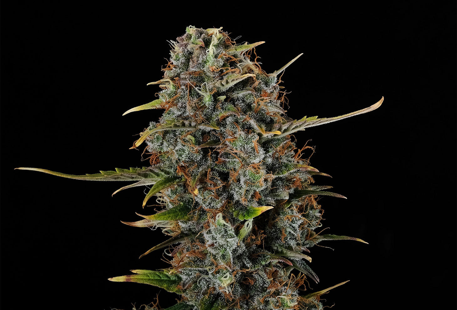 Amnesi-K Haze - Kannabia