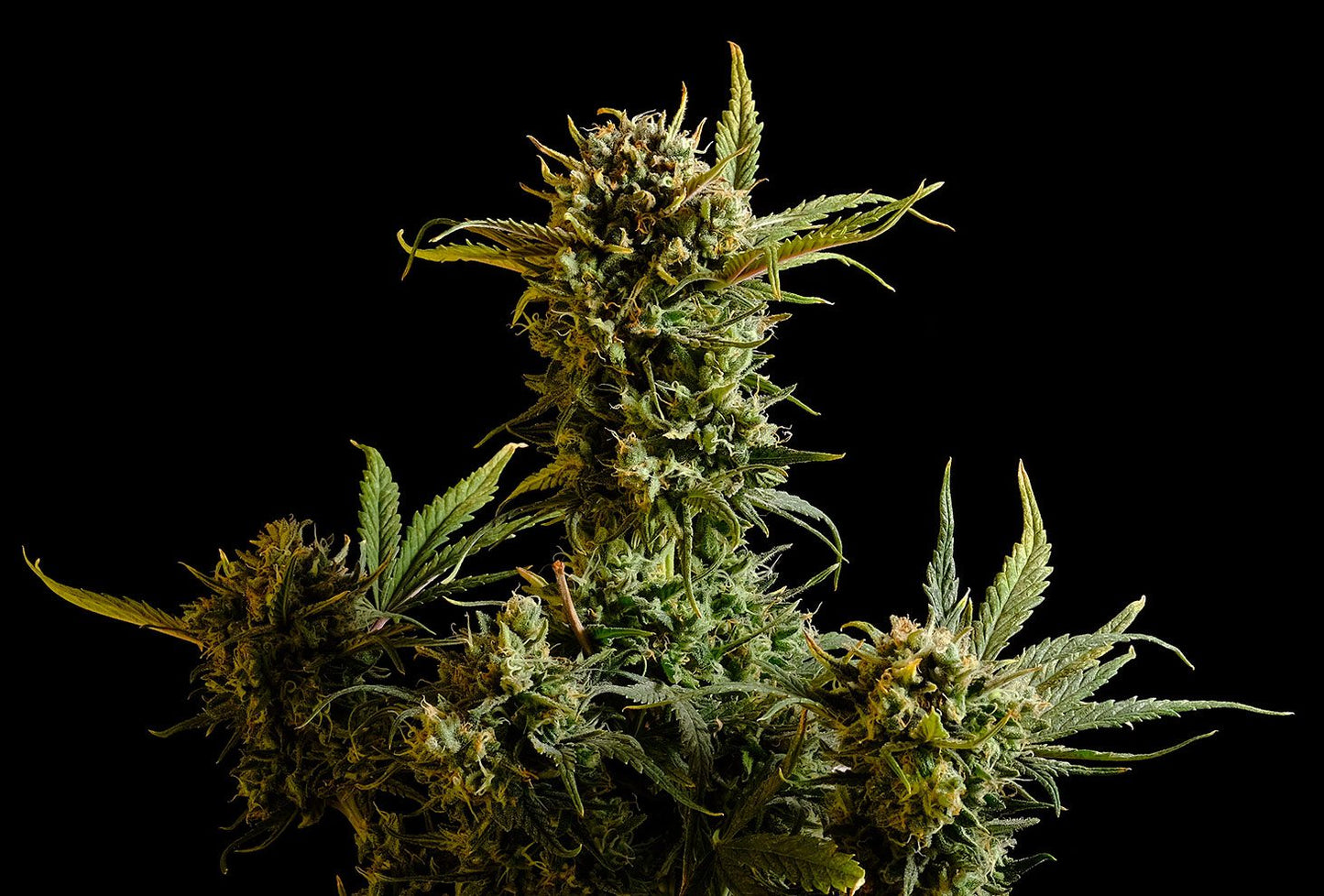 Gnomo Auto - Kannabia