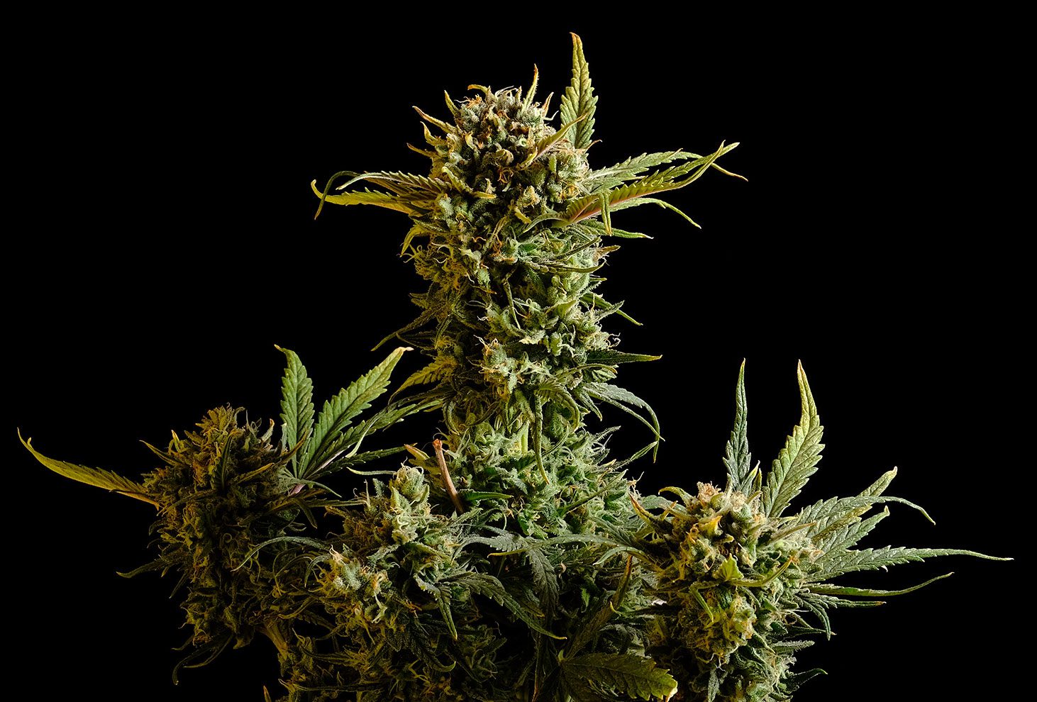 Gnomo Auto - Kannabia