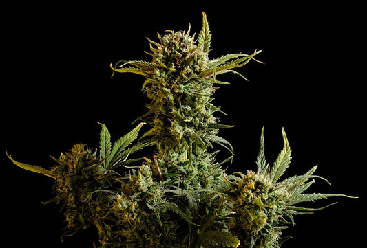 Gnomo Auto - Kannabia