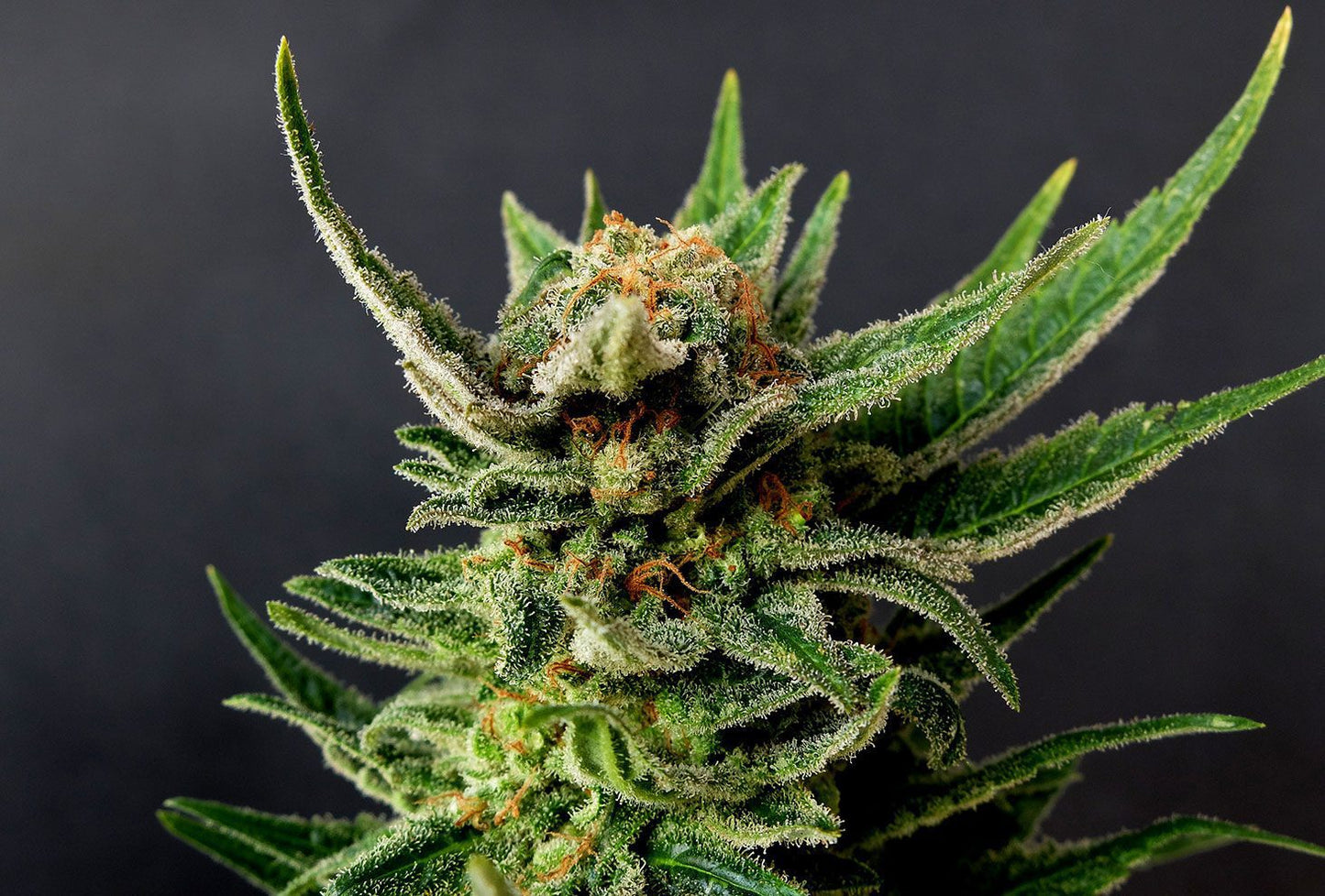 Gypsy Kush - Kannabia