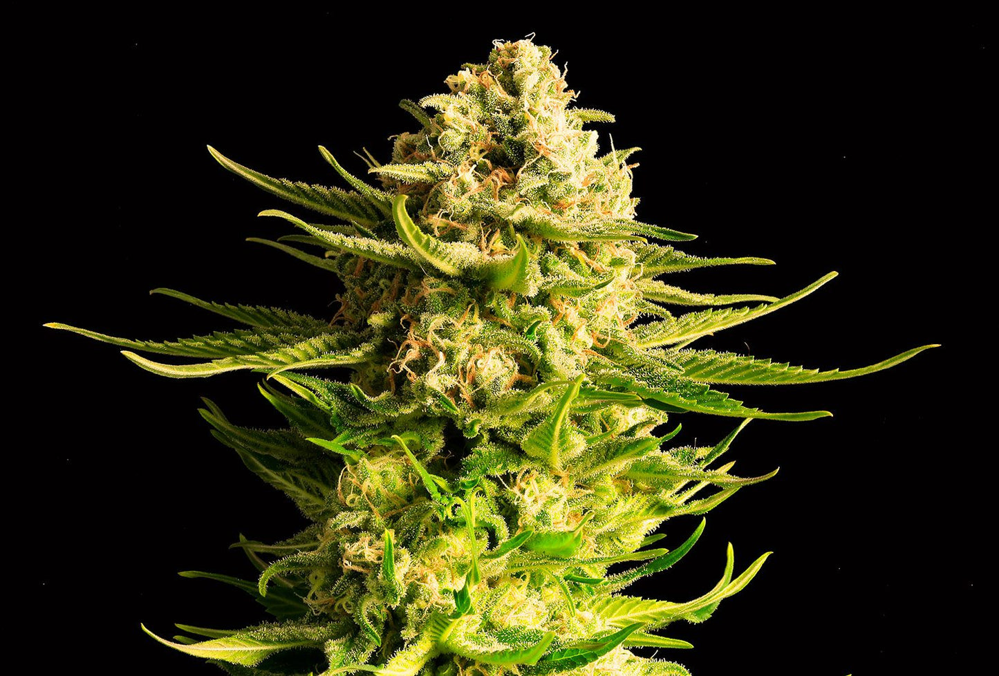 Indica Cream - Kannabia