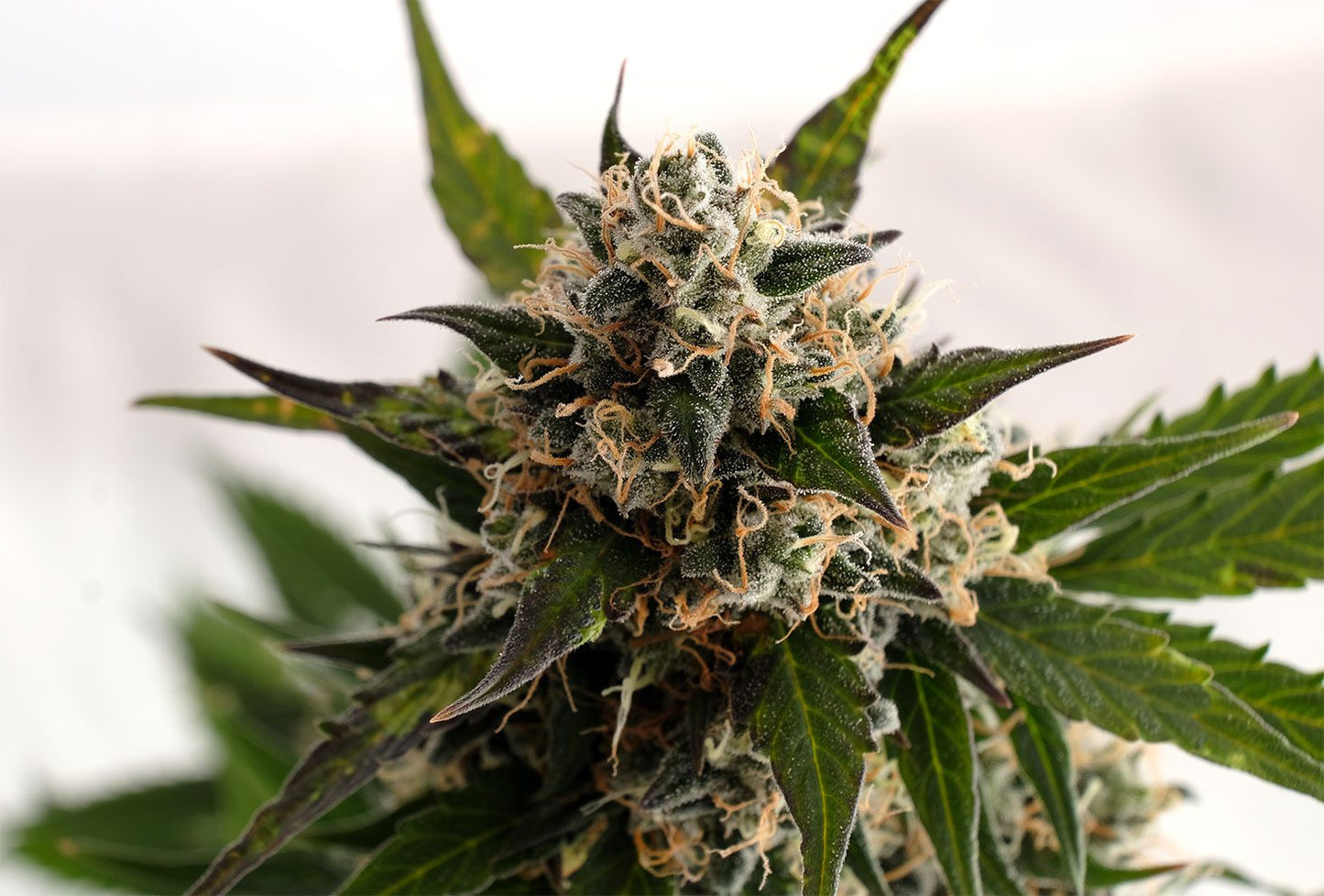 Kickass Auto - Kannabia