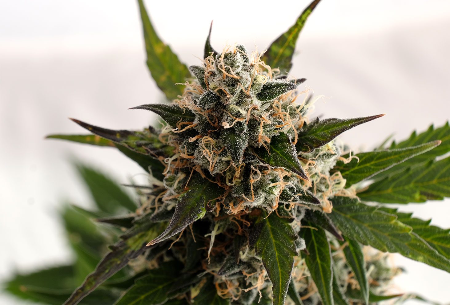 Kickass Auto - Kannabia