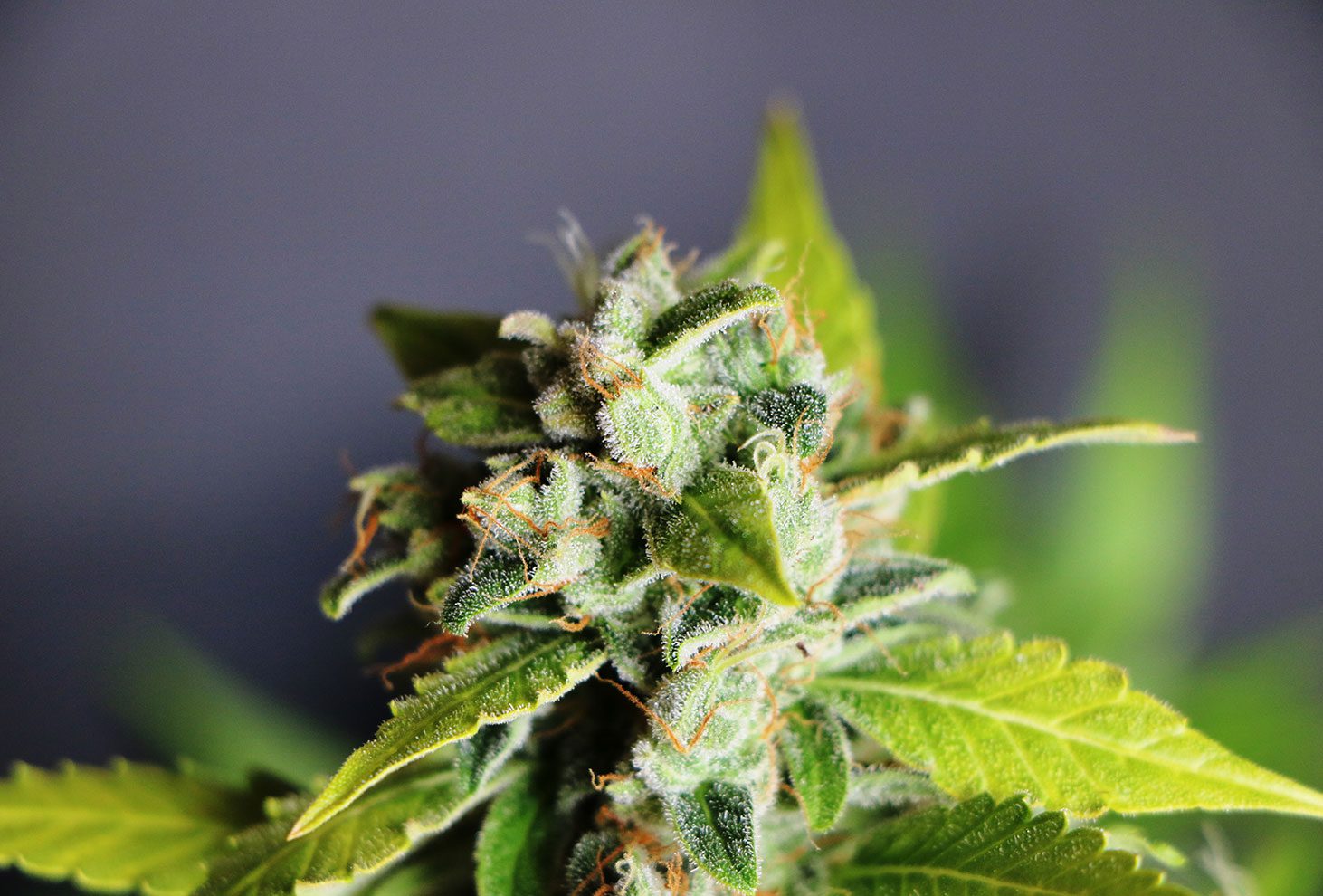 Mikromachine Auto - Kannabia