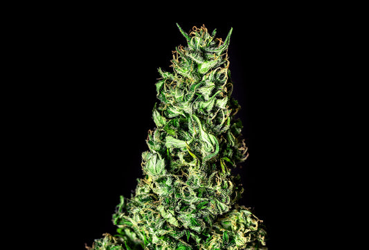 Moby Dick - Kannabia