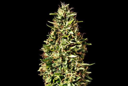 Runtz Auto - Kannabia