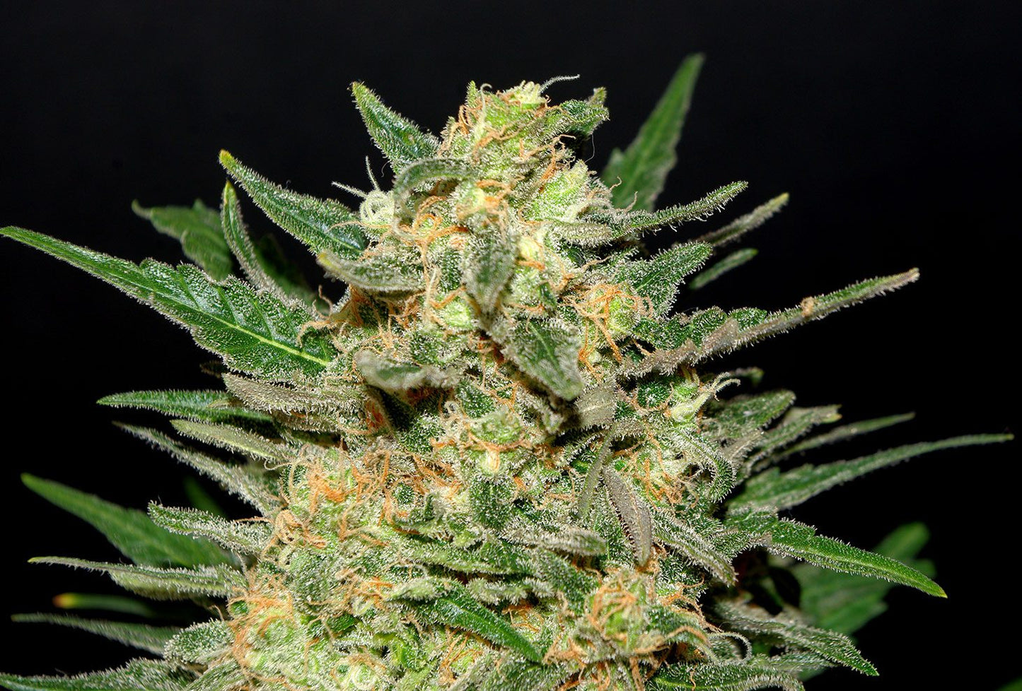 Thai Fantasy - Kannabia