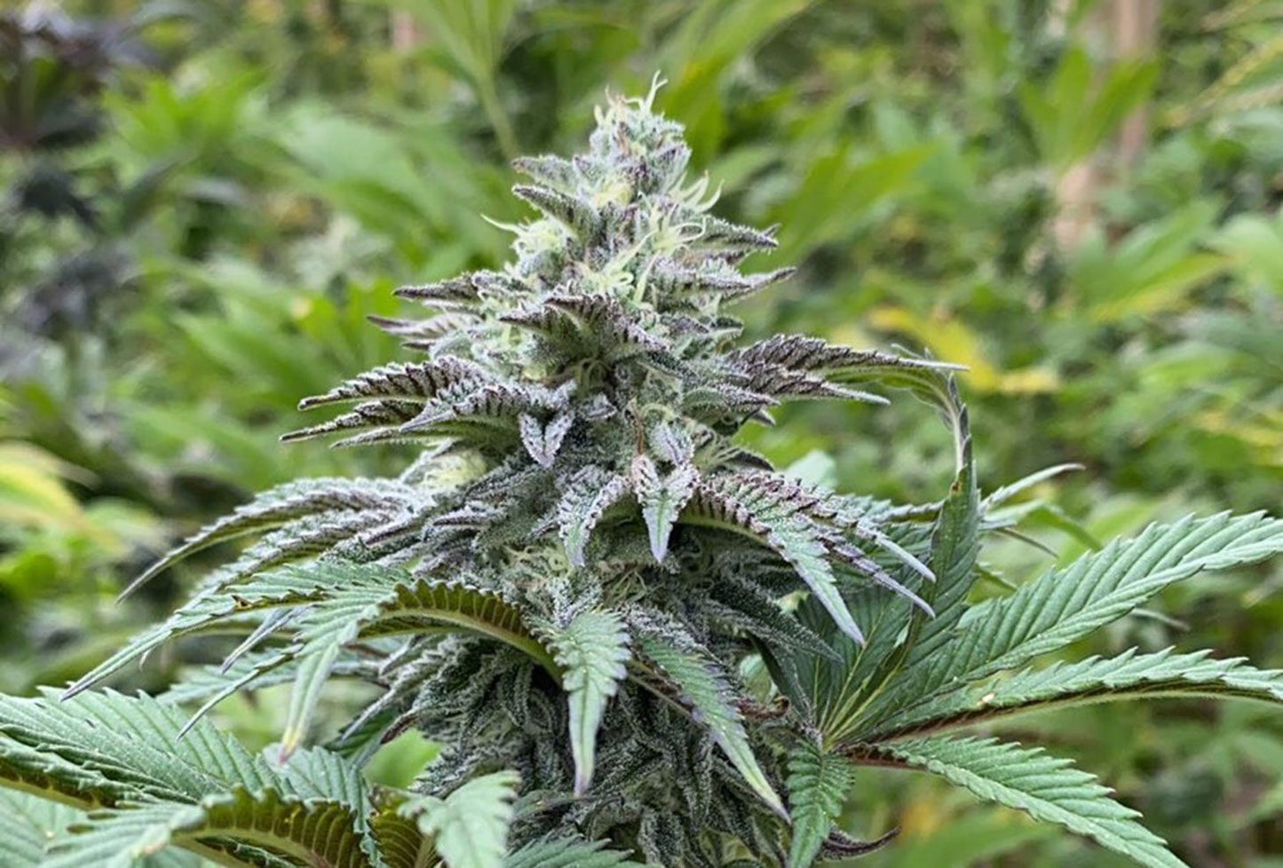 Zittlez Auto - Kannabia