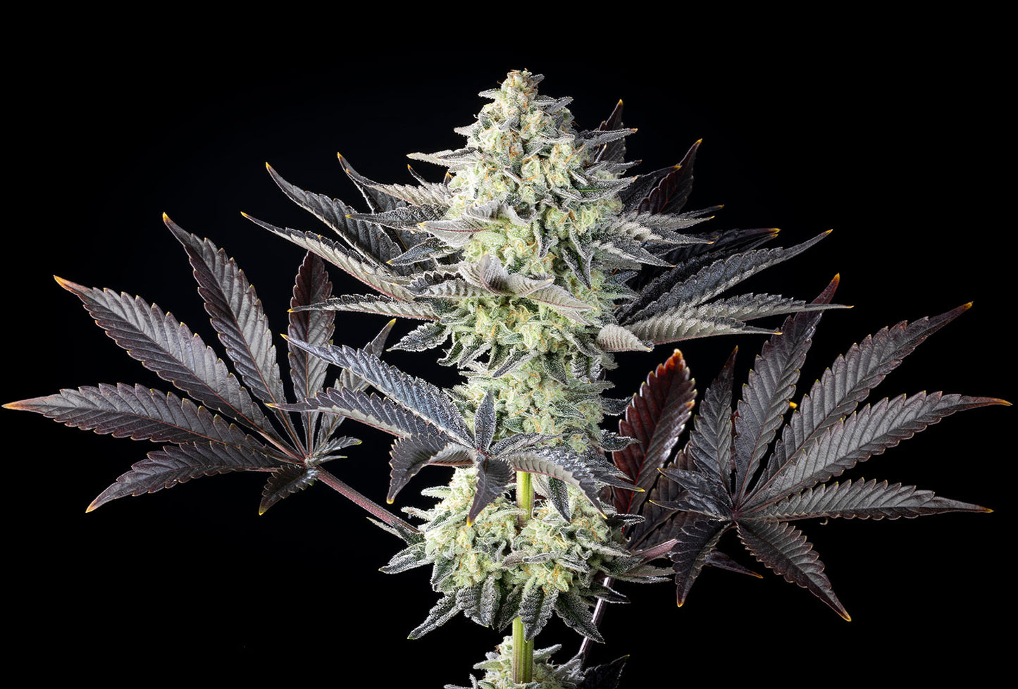 Zoap Rosé - Kannabia