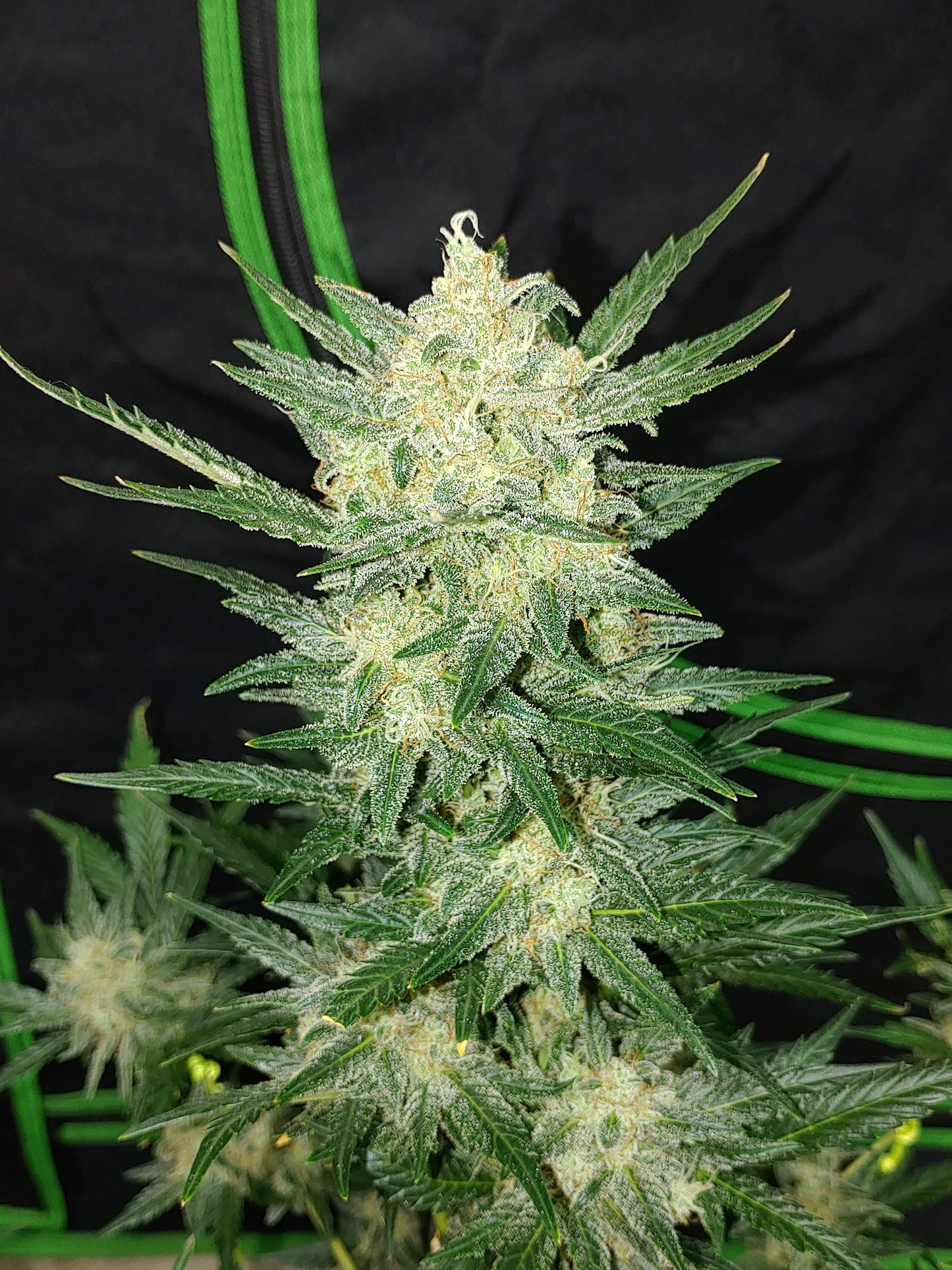 Afghan Kush Auto - FastBuds