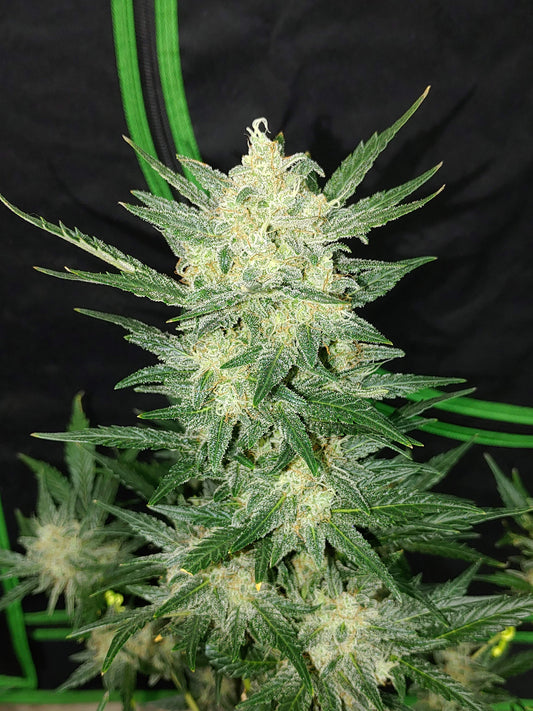 Afghan Kush Auto - FastBuds