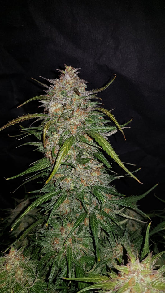 Smoothie Auto - FastBuds