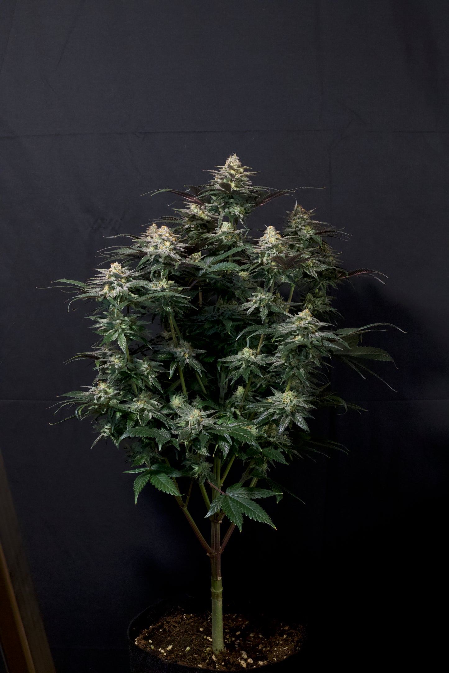 Purple Lemonade FF - FastBuds