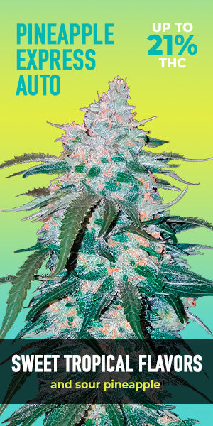 Pineapple Express Auto - FastBuds