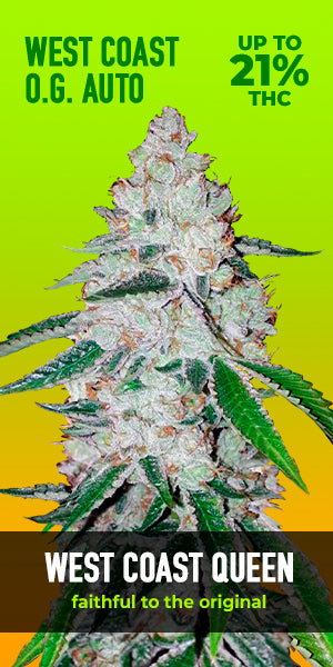 West Coast OG Auto - FastBuds