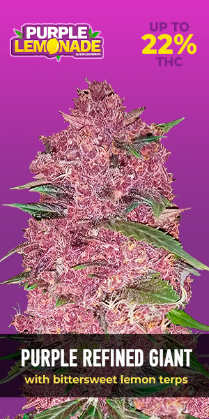 Purple Lemonade Auto - FastBuds