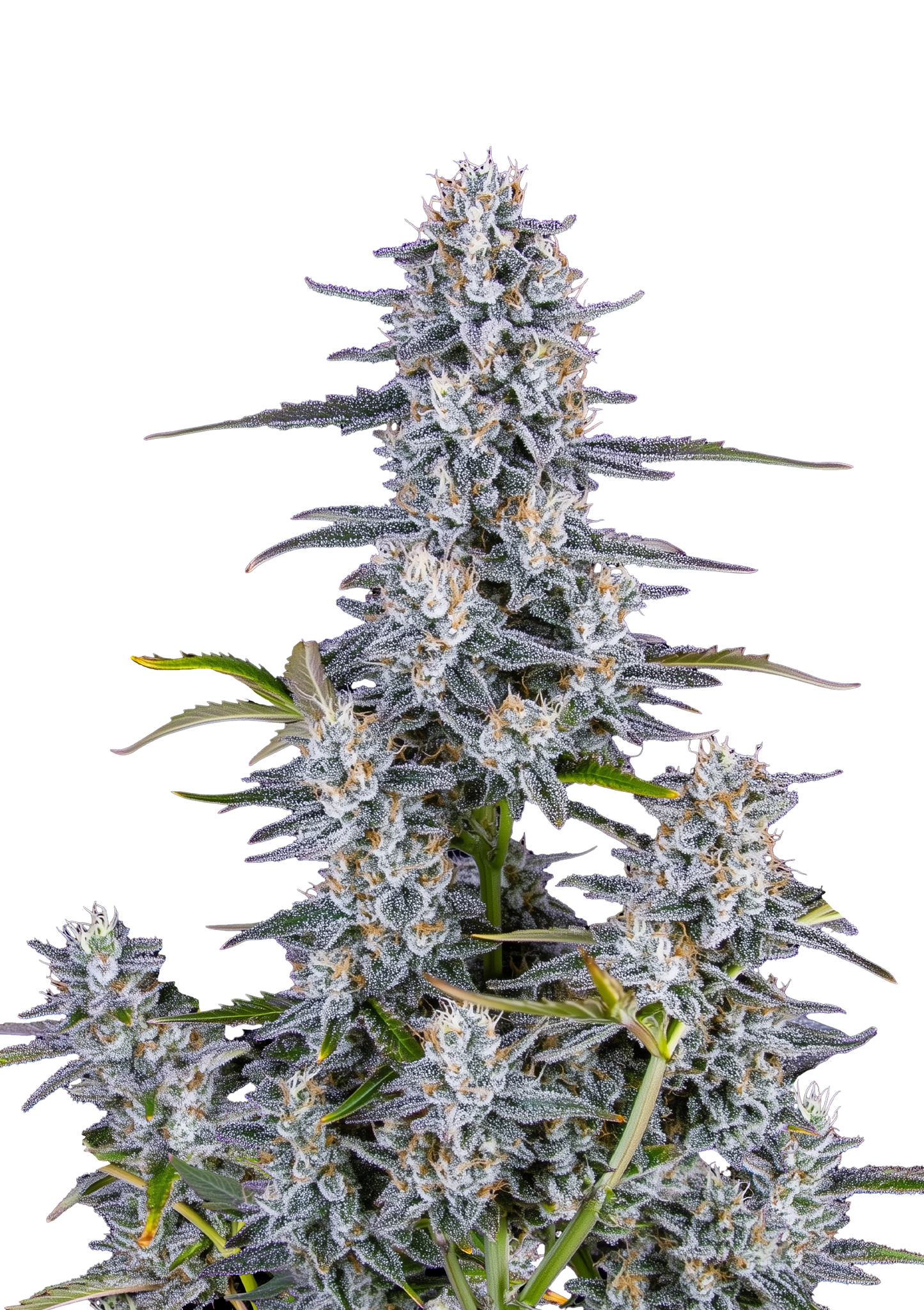 Super Boof Auto - FastBuds