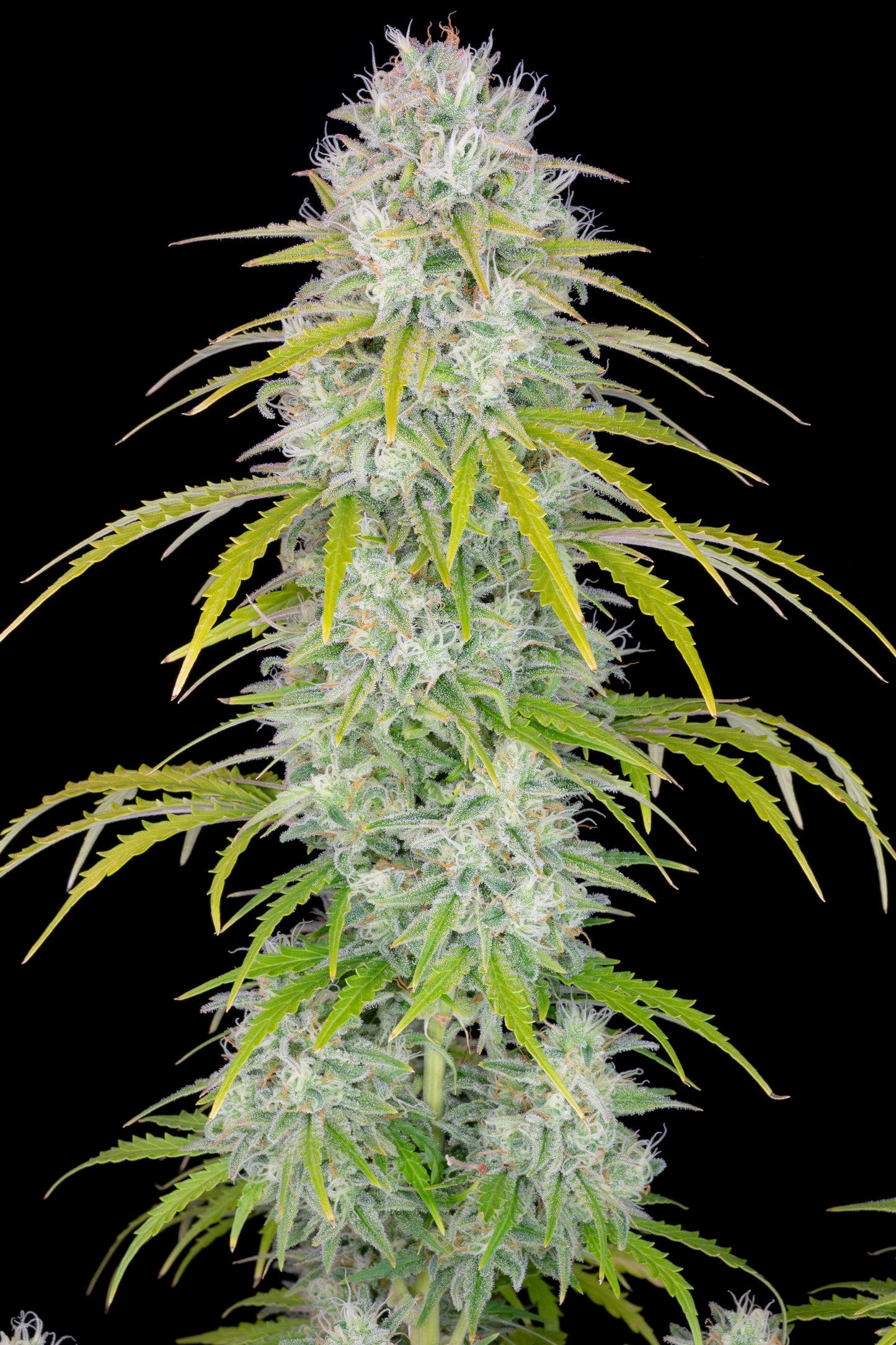 Orange Sherbet Auto - FastBuds